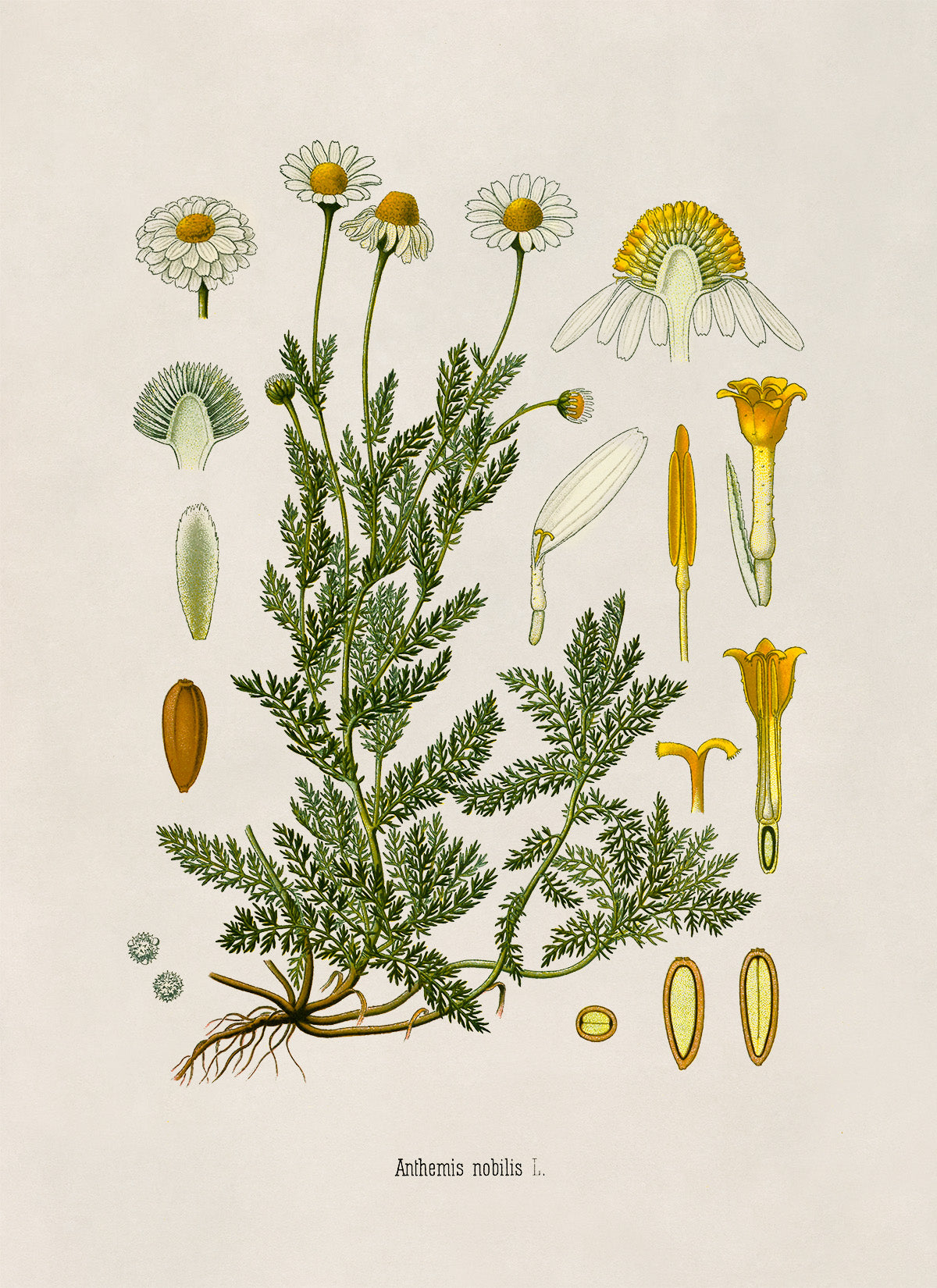 Chamomile Botanical Illustration Print, MOBO210