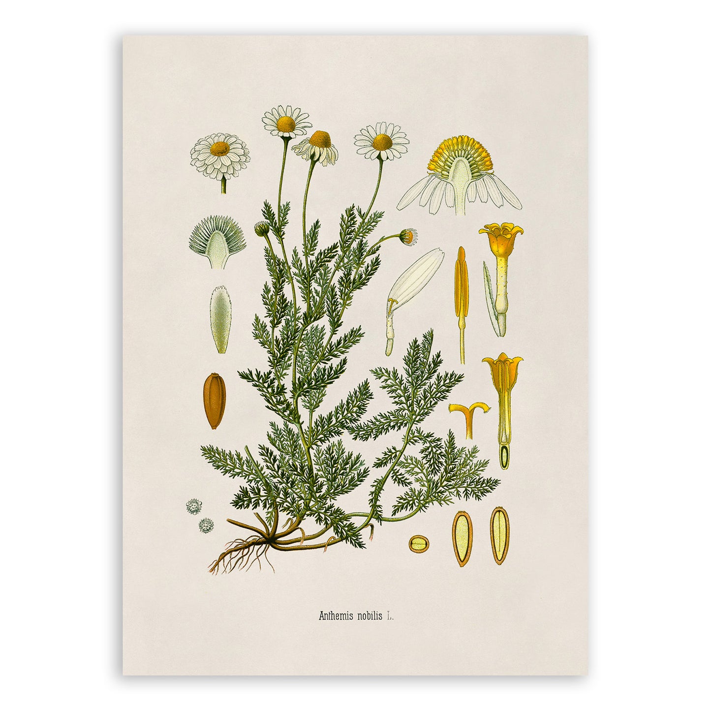 Chamomile Botanical Illustration Print, MOBO210