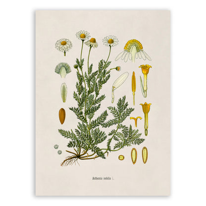 Chamomile Botanical Illustration Print, MOBO210