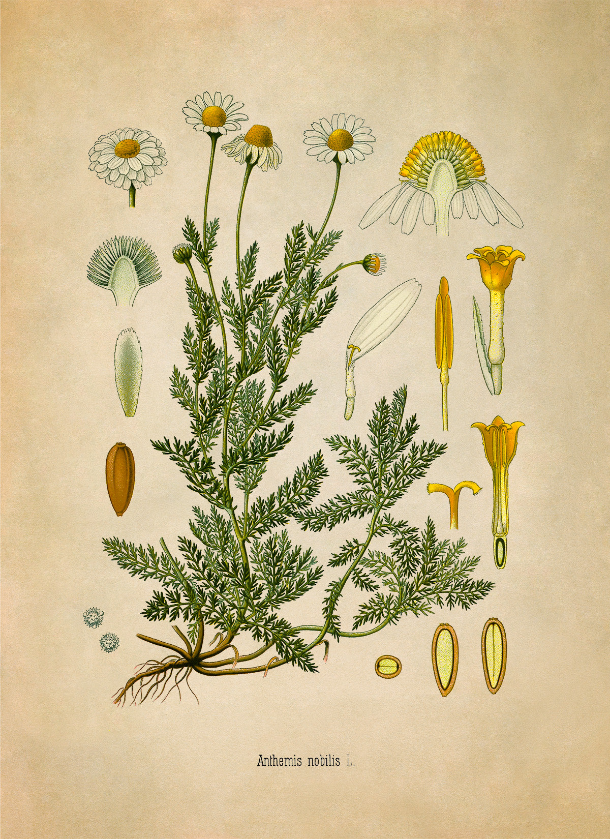 Chamomile Botanical Illustration Print, MOBO210