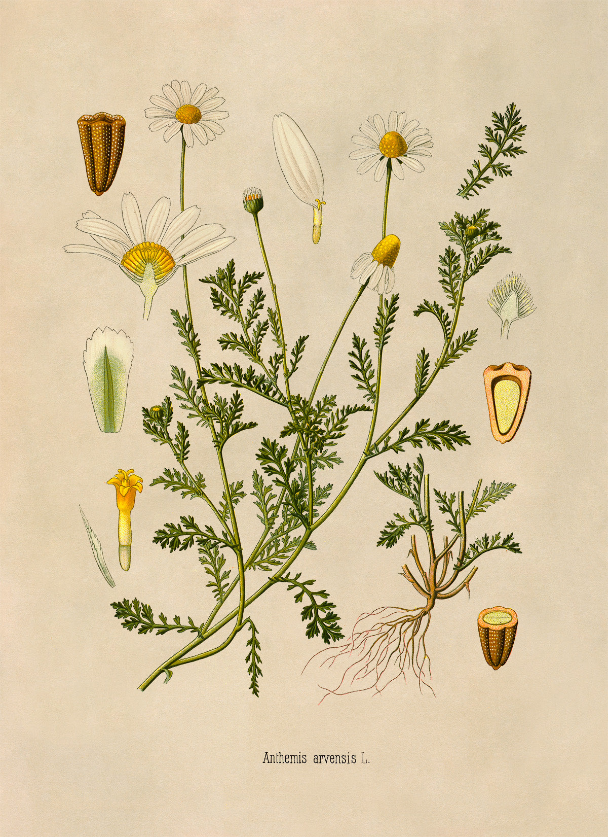 Field Chamomile Plant Botanical Illustration Print, MOBO211