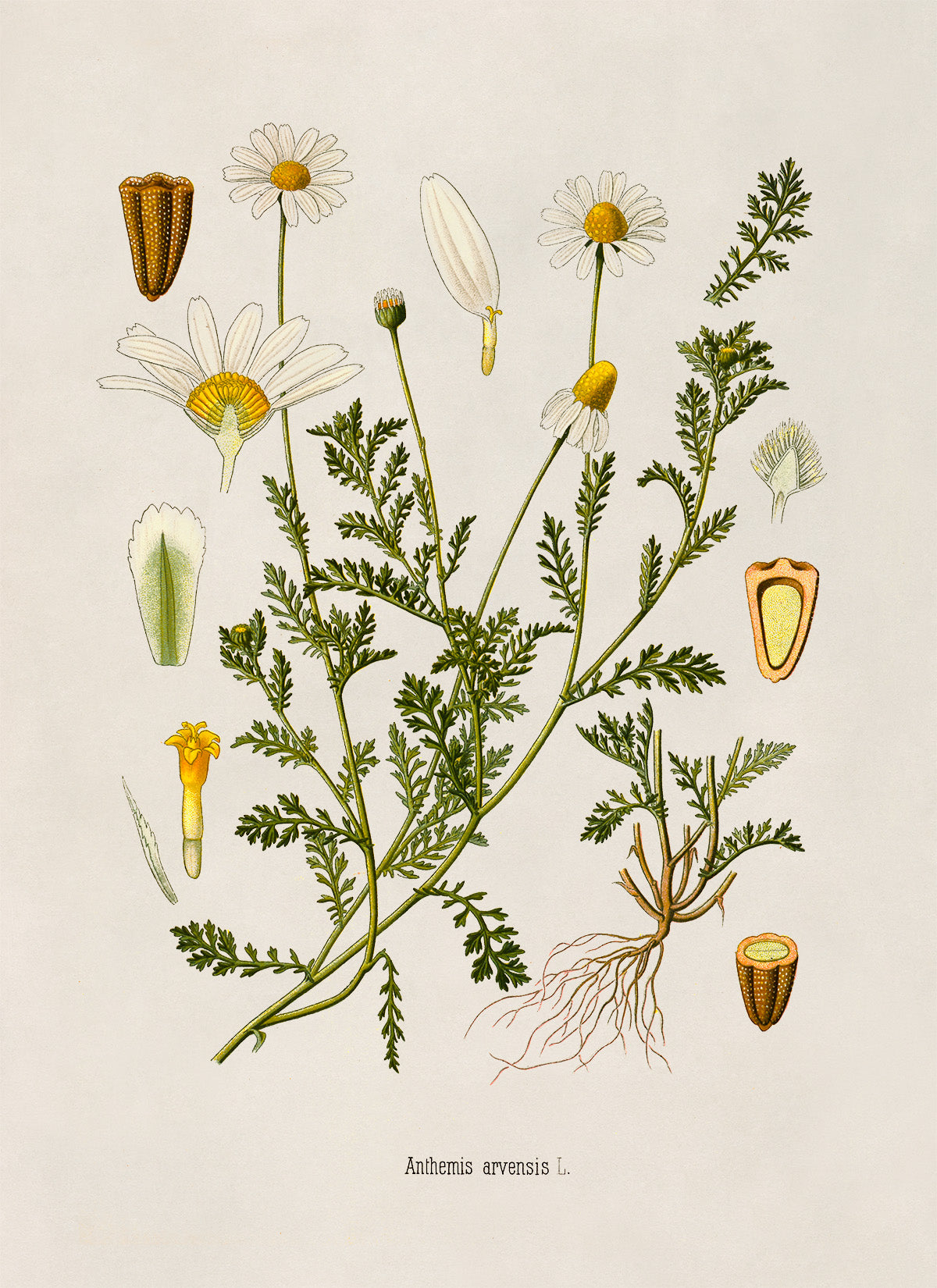 Field Chamomile Plant Botanical Illustration Print, MOBO211