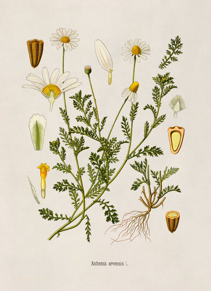 Field Chamomile Plant Botanical Illustration Print, MOBO211