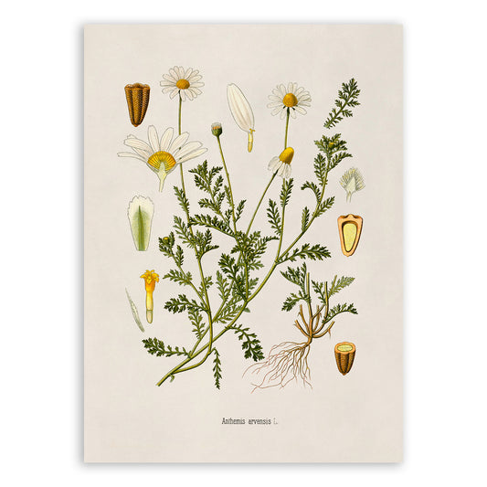 Field Chamomile Plant Botanical Illustration Print, MOBO211