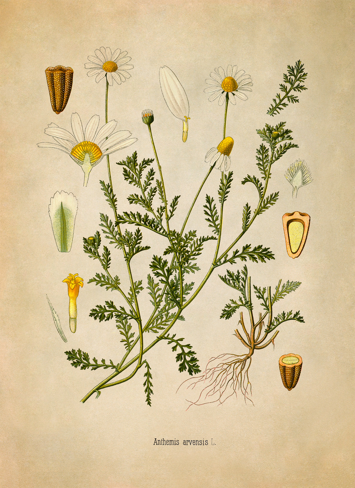 Field Chamomile Plant Botanical Illustration Print, MOBO211