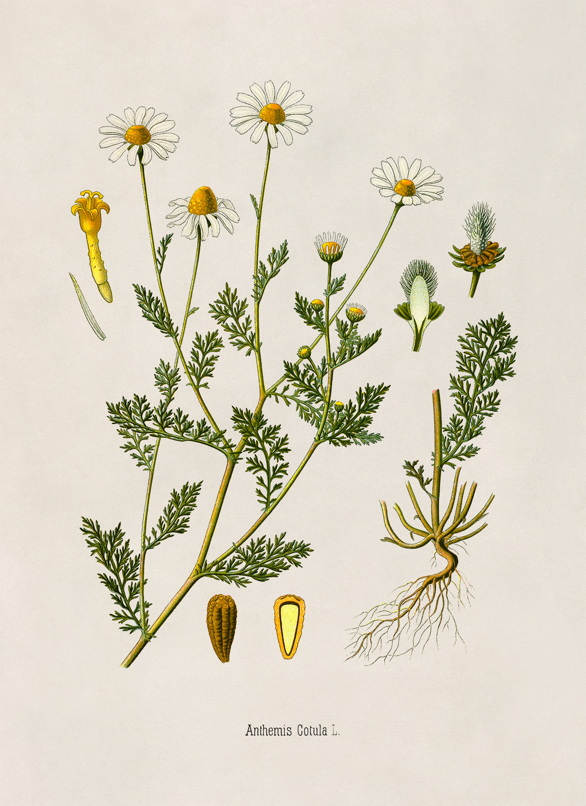 Stinking Chamomile Plant Botanical Illustration Print, MOBO213