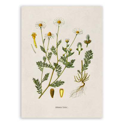 Stinking Chamomile Plant Botanical Illustration Print, MOBO213