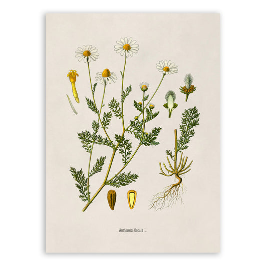 Stinking Chamomile Plant Botanical Illustration Print, MOBO213