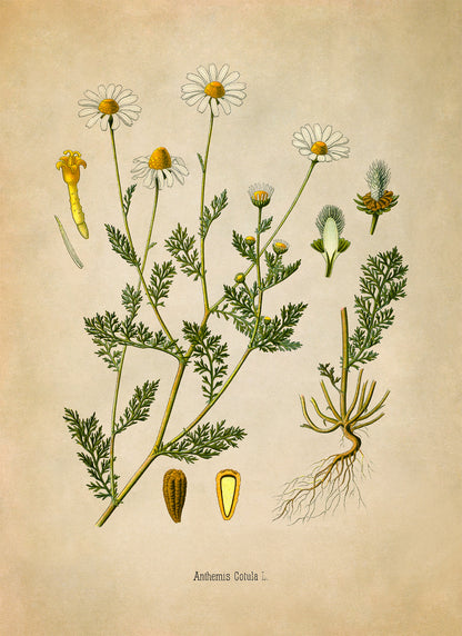 Stinking Chamomile Plant Botanical Illustration Print, MOBO213