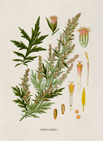 Mugwort Plant Botanical Illustration Print, MOBO214