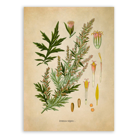 Mugwort Plant Botanical Illustration Print, MOBO214