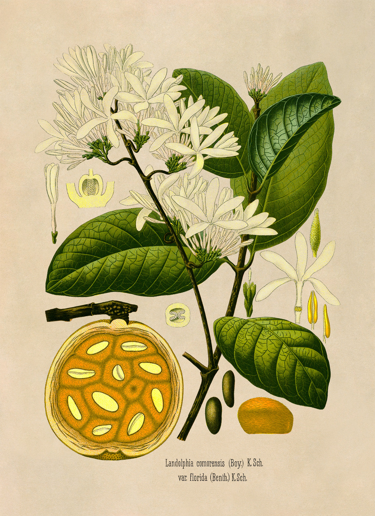 Bungo Fruit Plant Botanical Illustration Print, MOBO215