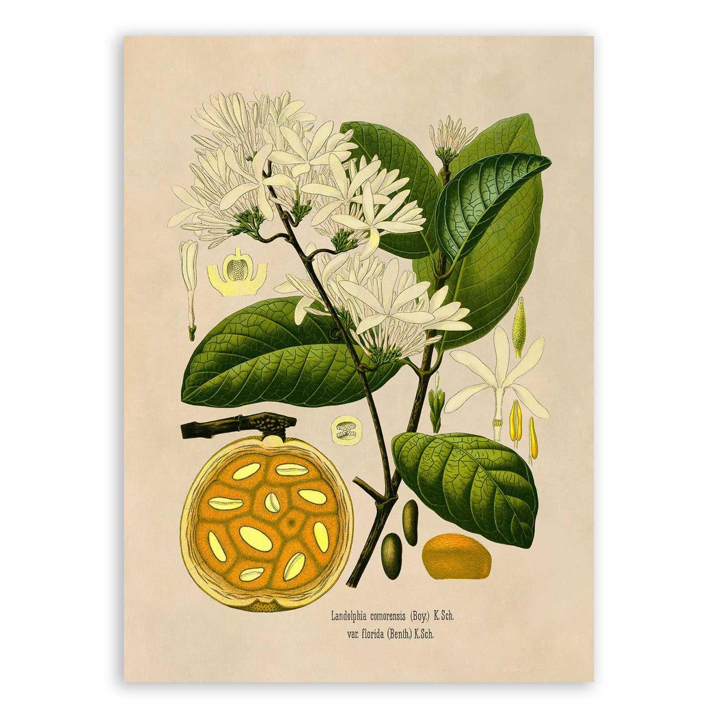 Bungo Fruit Plant Botanical Illustration Print, MOBO215