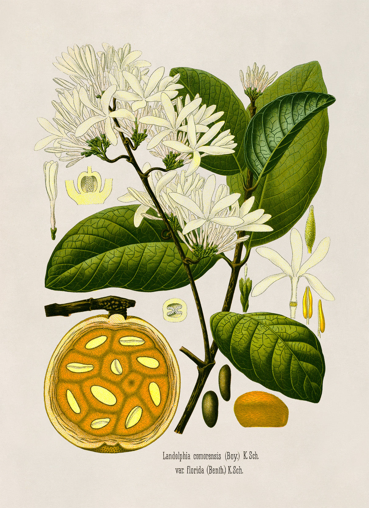 Bungo Fruit Plant Botanical Illustration Print, MOBO215