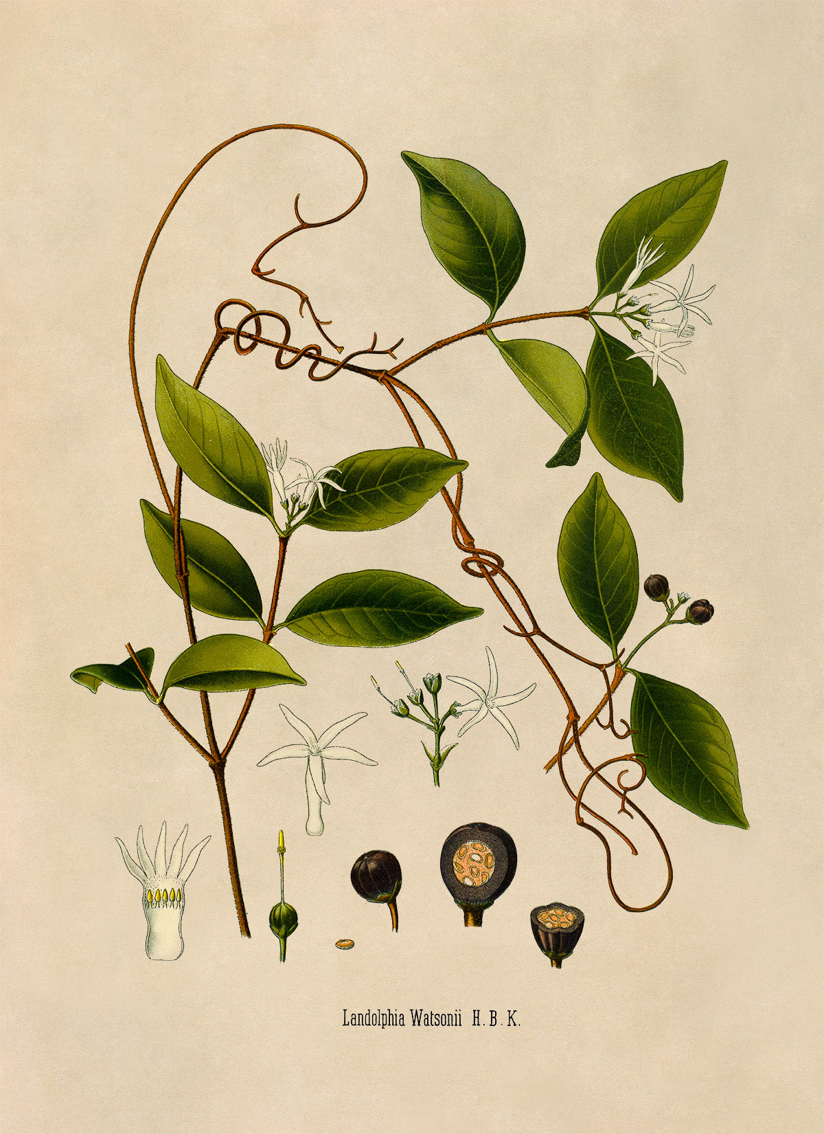 Landolphia Watsonii Plant Botanical Illustration Print, MOBO216