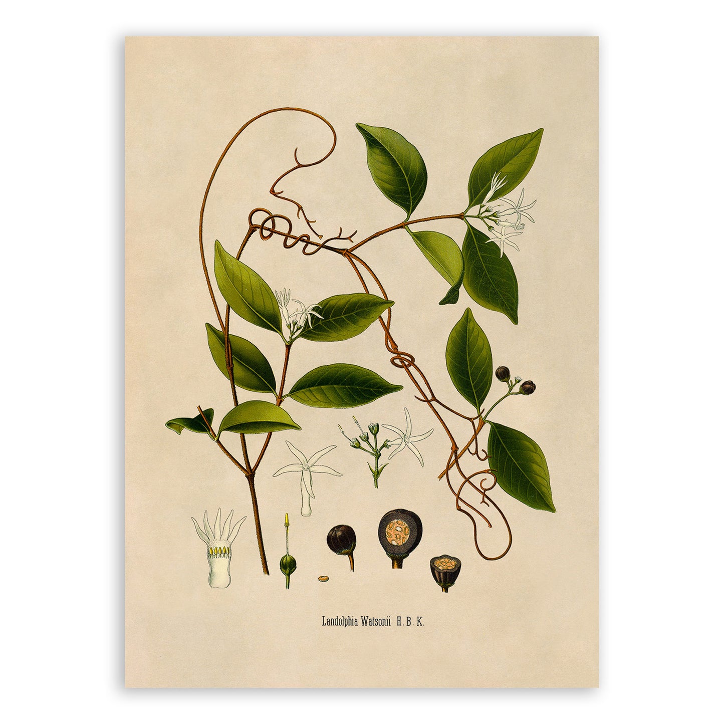 Landolphia Watsonii Plant Botanical Illustration Print, MOBO216