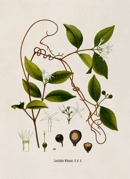 Landolphia Watsonii Plant Botanical Illustration Print, MOBO216