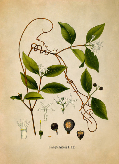 Landolphia Watsonii Plant Botanical Illustration Print, MOBO216