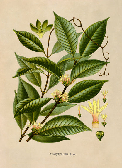 Borneo Rubber Tree Botanical Illustration Print, MOBO217