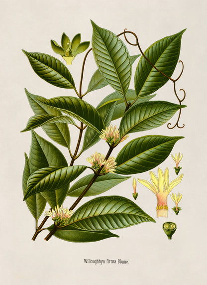 Borneo Rubber Tree Botanical Illustration Print, MOBO217