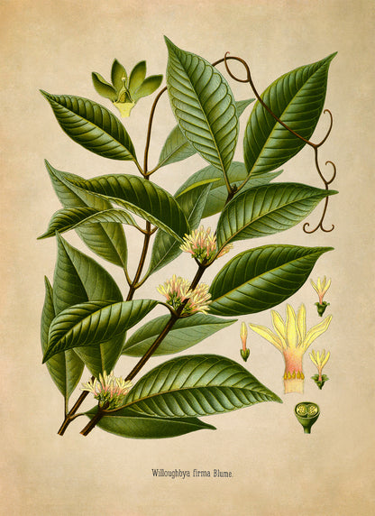 Borneo Rubber Tree Botanical Illustration Print, MOBO217