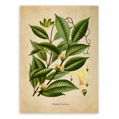 Borneo Rubber Tree Botanical Illustration Print, MOBO217