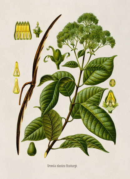 Urceola Plant Botanical Illustration Print, MOBO218