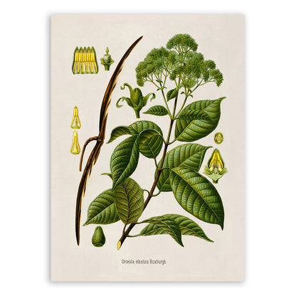 Urceola Plant Botanical Illustration Print, MOBO218