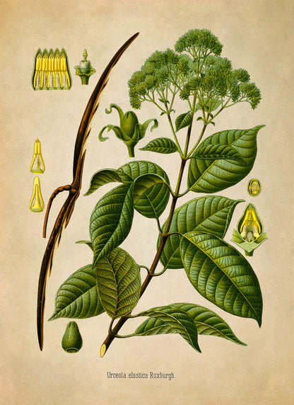 Urceola Plant Botanical Illustration Print, MOBO218