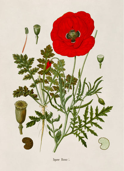 Red Poppy Flower Botanical Illustration Print, MOBO219