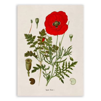 Red Poppy Flower Botanical Illustration Print, MOBO219