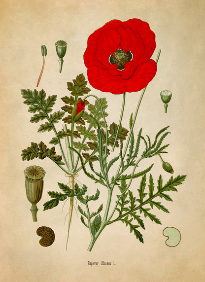 Red Poppy Flower Botanical Illustration Print, MOBO219