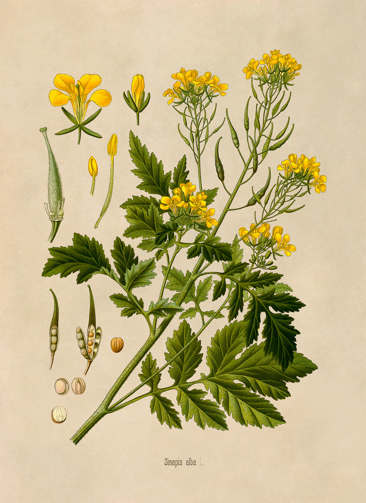 White Mustard Botanical Illustration Print, MOBO220