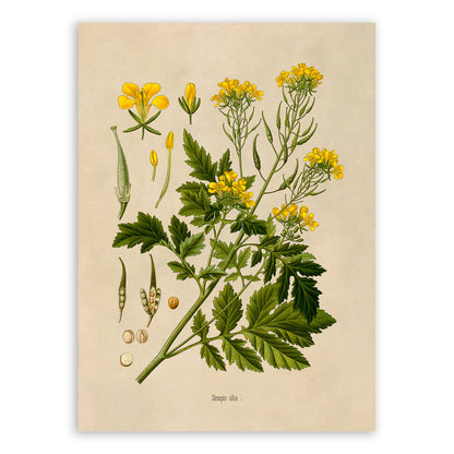 White Mustard Botanical Illustration Print, MOBO220