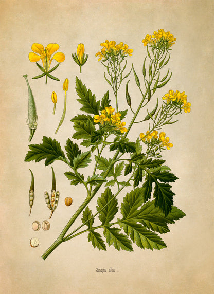 White Mustard Botanical Illustration Print, MOBO220