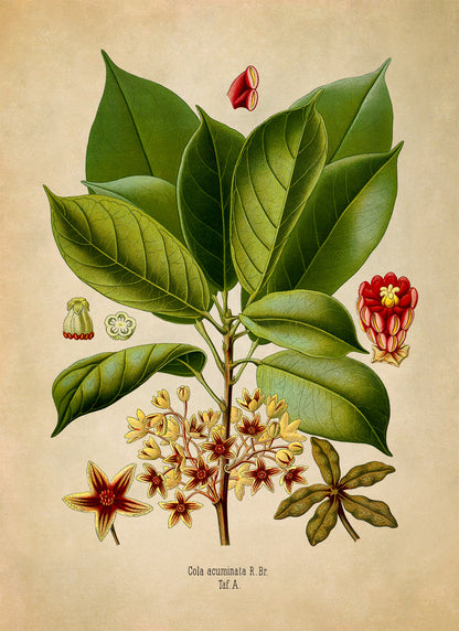 Cola Plant Botanical Illustration Print, MOBO221