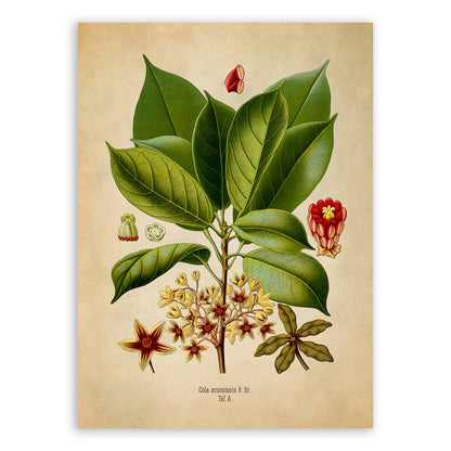 Cola Plant Botanical Illustration Print, MOBO221