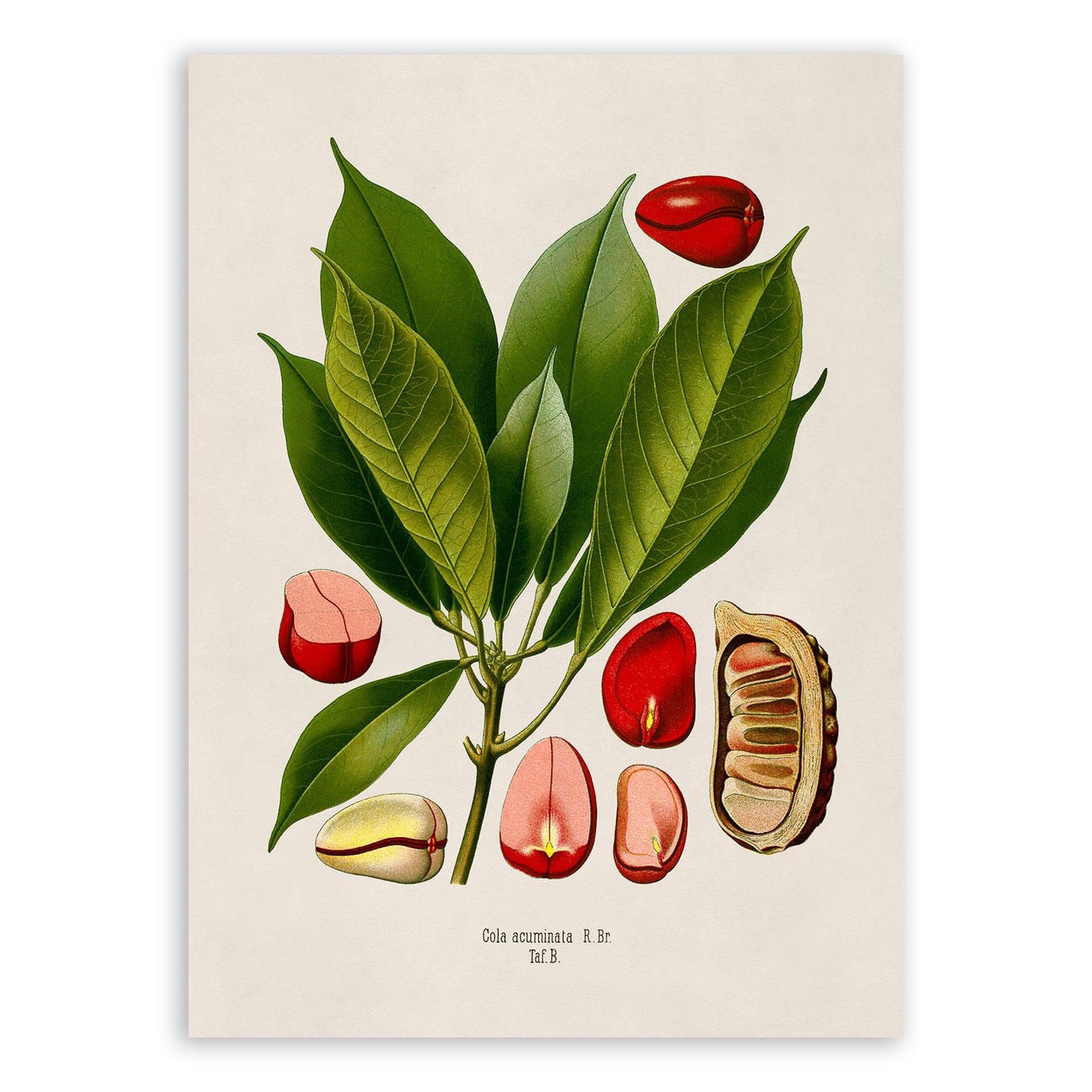 Cola Nut Plant Botanical Illustration Print, MOBO222