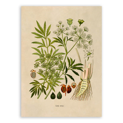 Water Hemlock Poisonous Plant Botanical Illustration Print, MOBO223