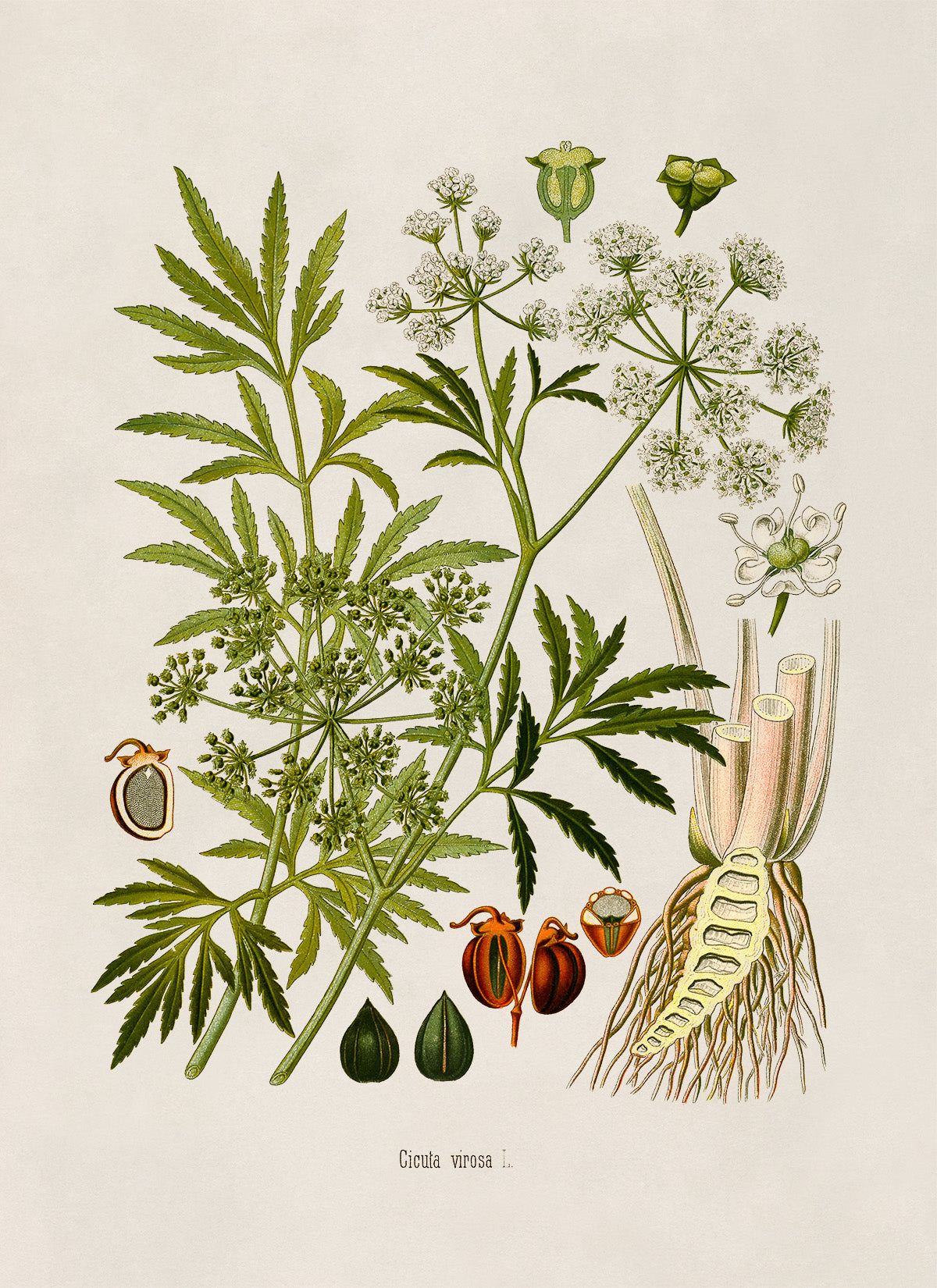 Water Hemlock Poisonous Plant Botanical Illustration Print, MOBO223