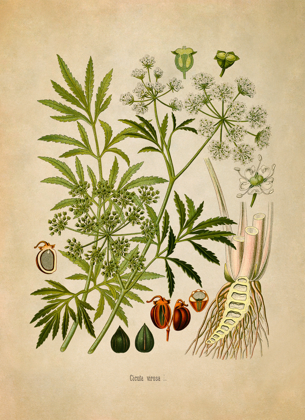 Water Hemlock Poisonous Plant Botanical Illustration Print, MOBO223