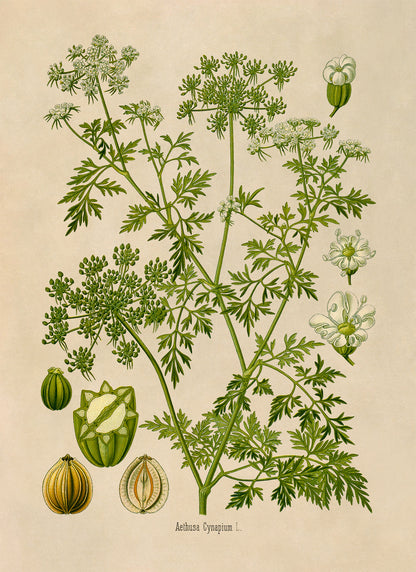 Fools Parsley Poison Plant Botanical Illustration Print, MOBO224