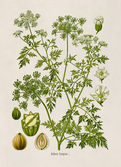 Fools Parsley Poison Plant Botanical Illustration Print, MOBO224