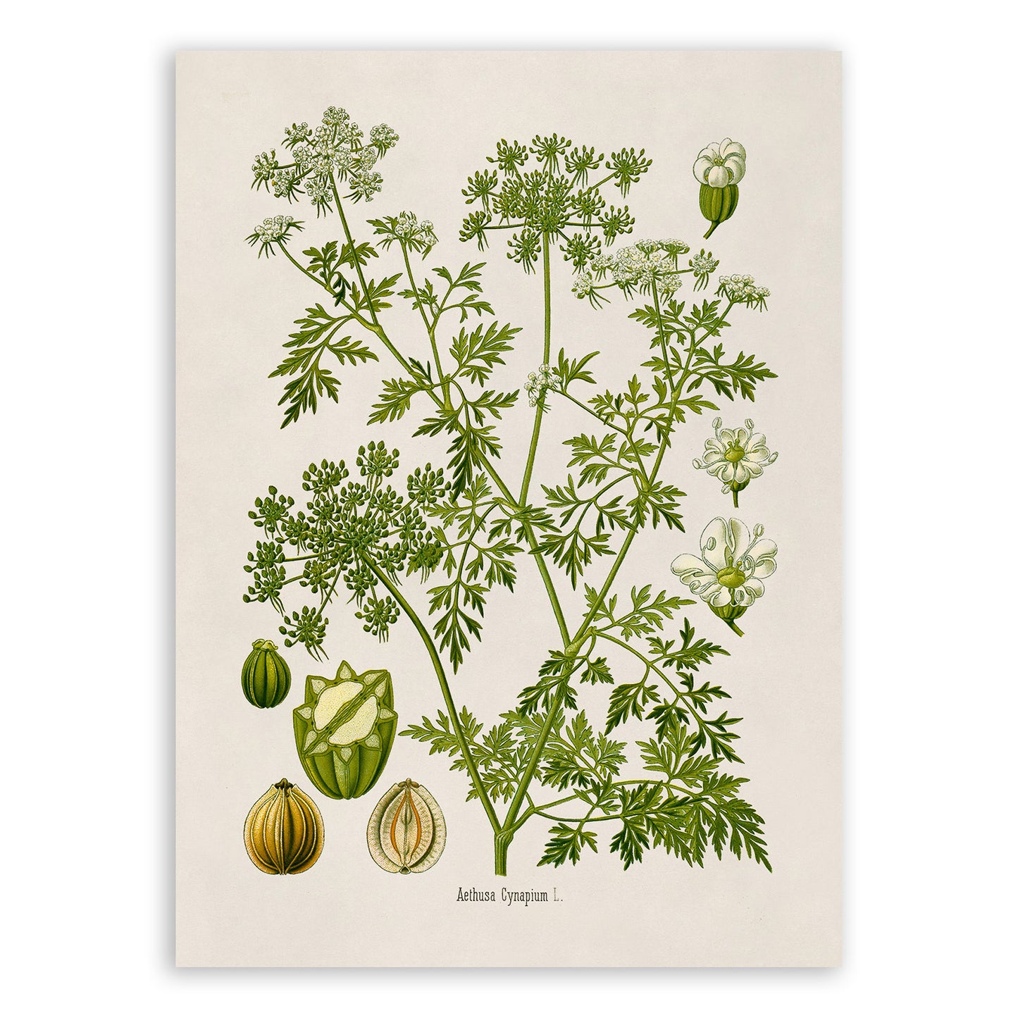 Fools Parsley Poison Plant Botanical Illustration Print, MOBO224