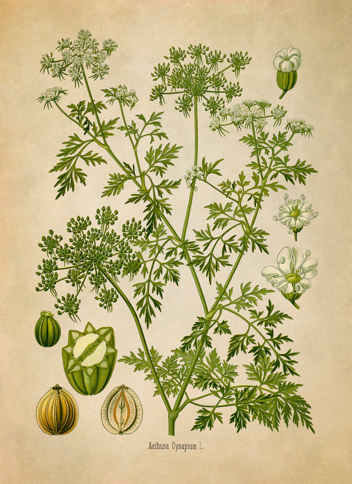 Fools Parsley Poison Plant Botanical Illustration Print, MOBO224