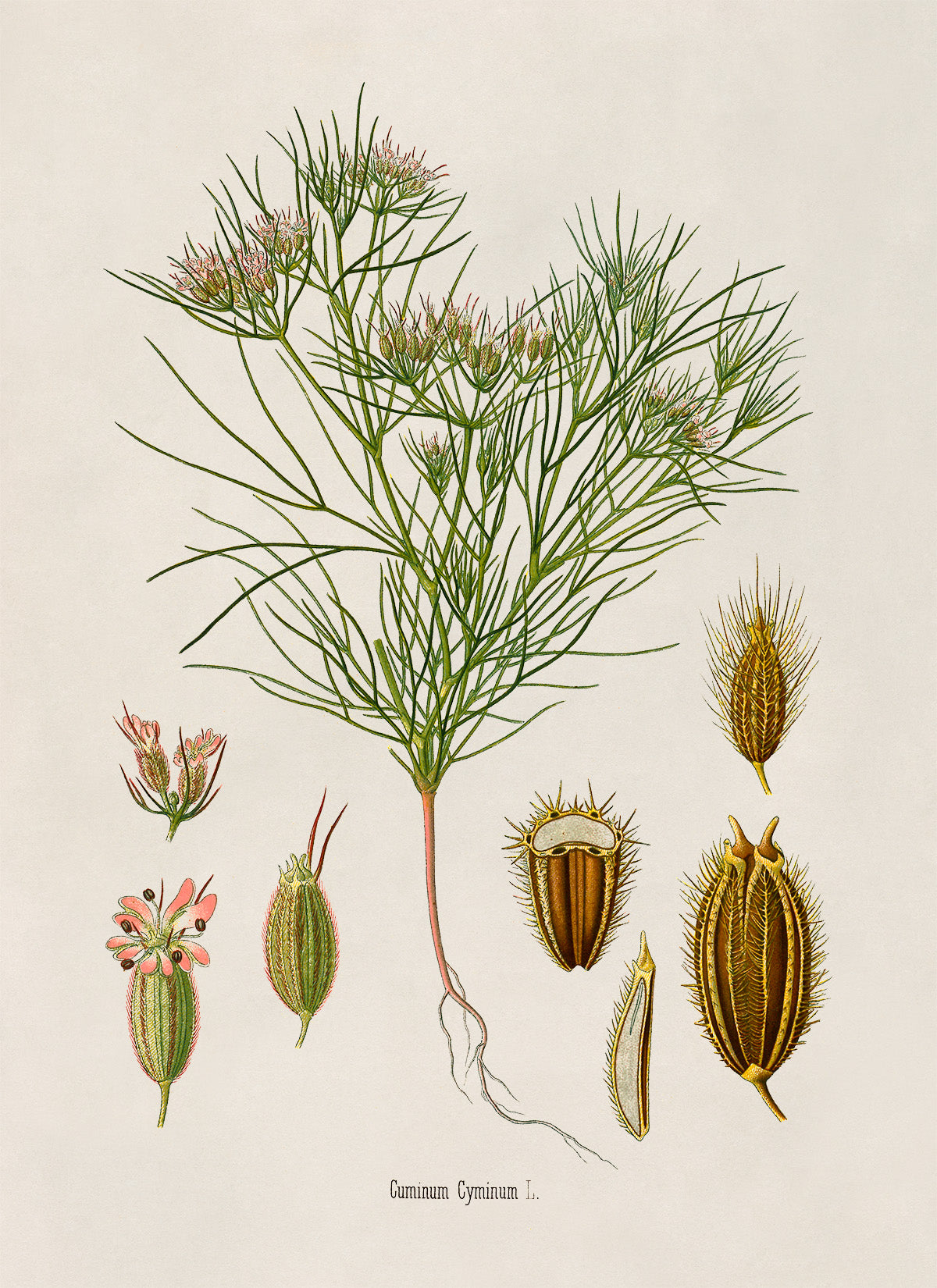 Cumin Plant Botanical Illustration Print, MOBO225