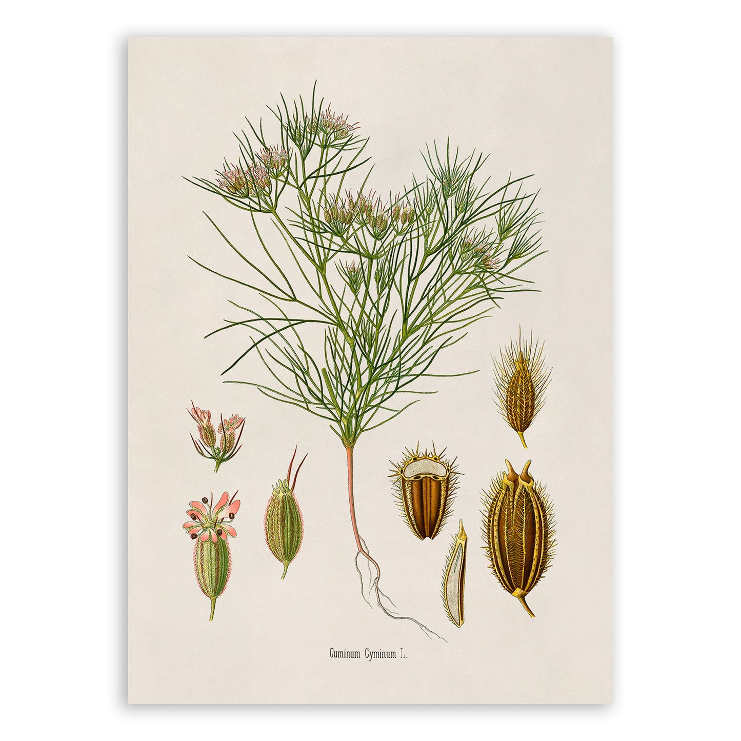 Cumin Plant Botanical Illustration Print, MOBO225