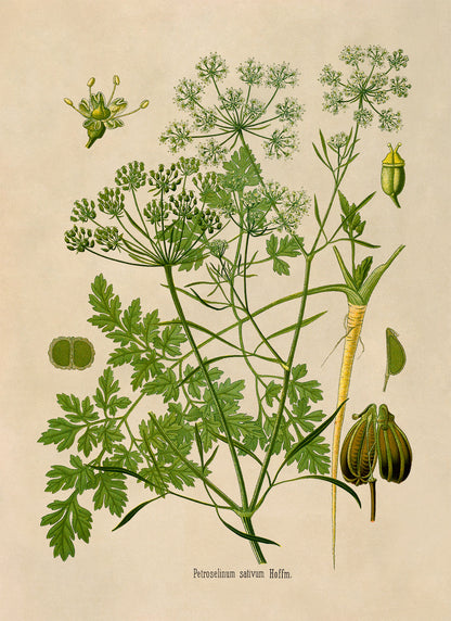 Parsley Plant Botanical Illustration Print, MOBO226