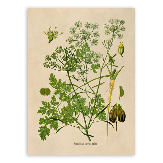 Parsley Plant Botanical Illustration Print, MOBO226