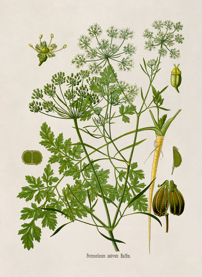 Parsley Plant Botanical Illustration Print, MOBO226